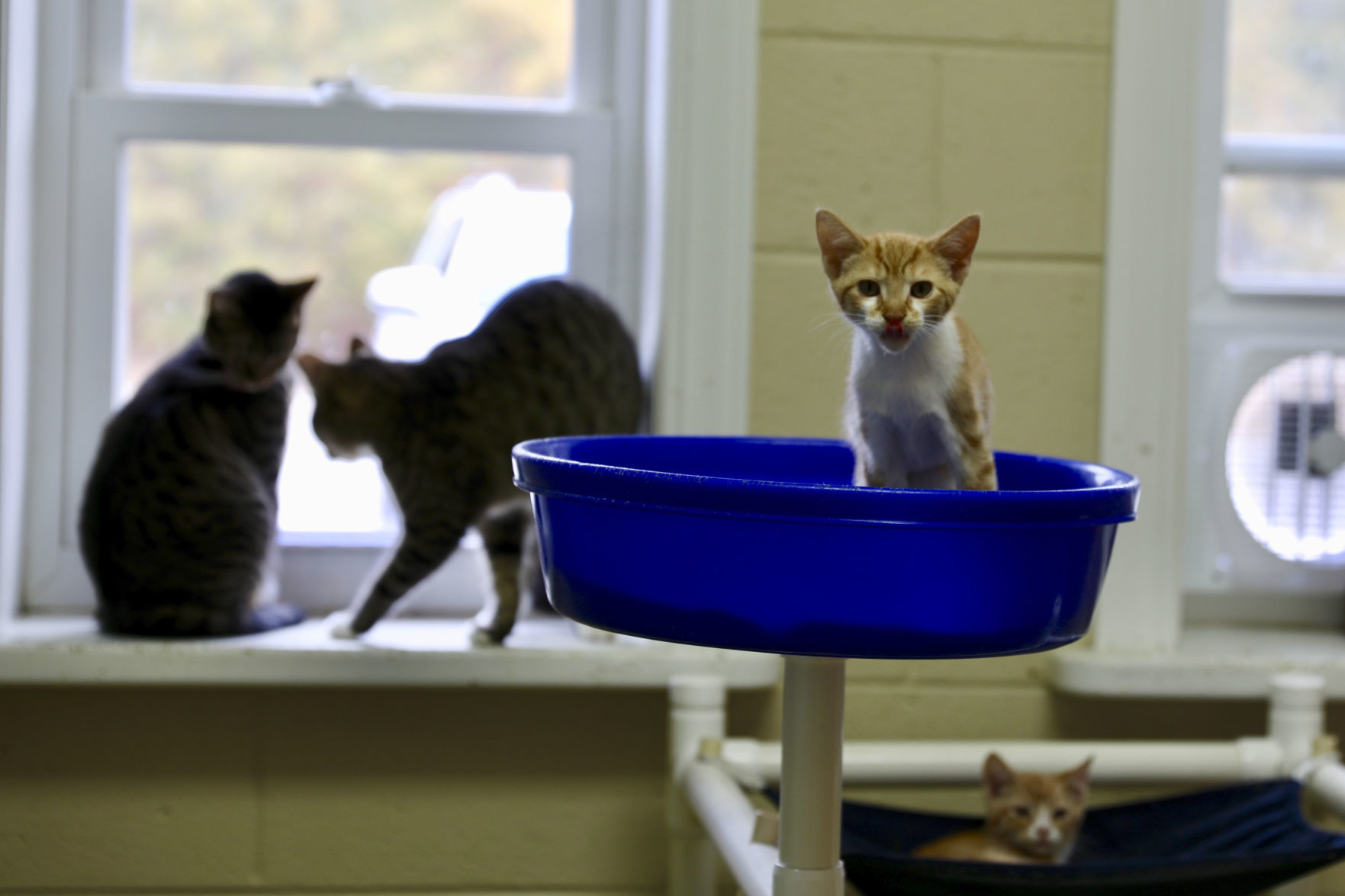 Orangeburg County Animal Shelter